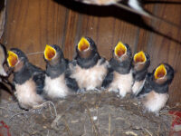 Save the date – „Offenes Singen“ für alle